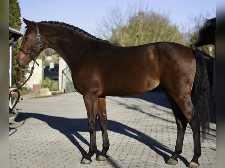 KWPN Jument 3 Ans 170 cm Bai in Murska Soboda