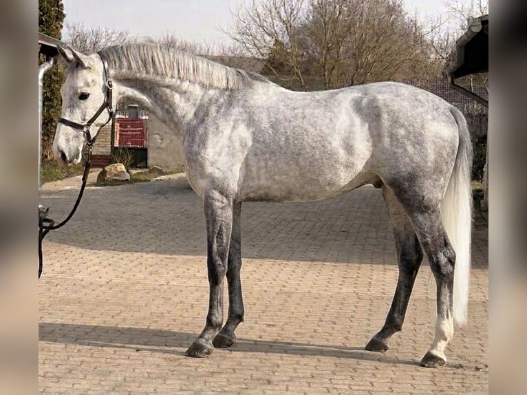 KWPN Jument 3 Ans 170 cm  in Murska Soboda