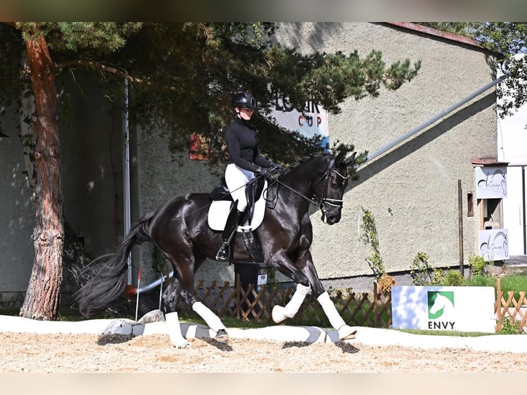 KWPN Jument 3 Ans 170 cm Noir in Czech