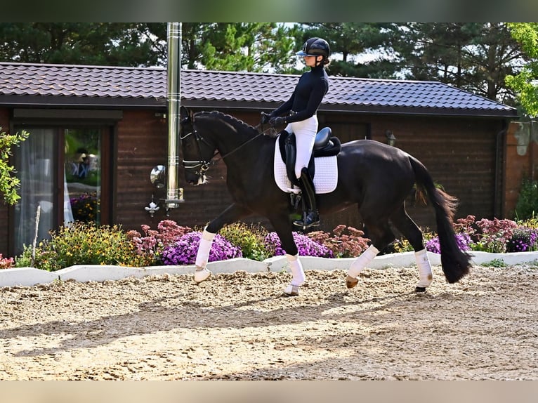 KWPN Jument 3 Ans 170 cm Noir in Czech