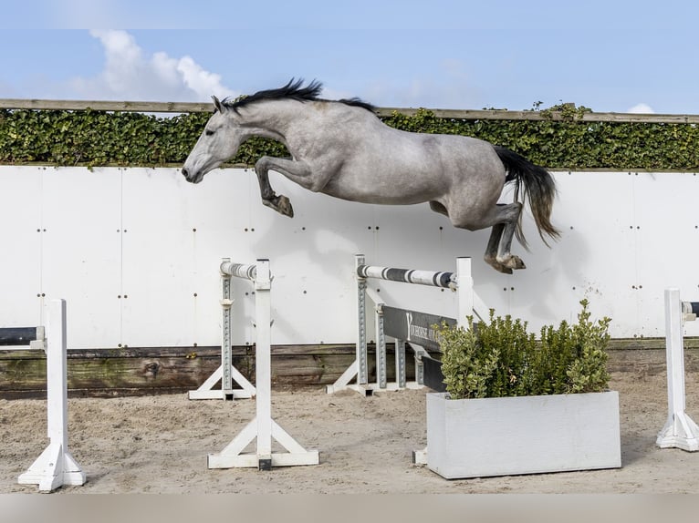 KWPN Jument 3 Ans 171 cm Gris in Waddinxveen