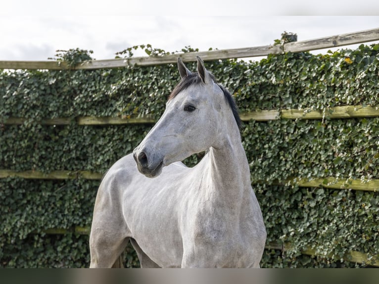 KWPN Jument 3 Ans 171 cm Gris in Waddinxveen