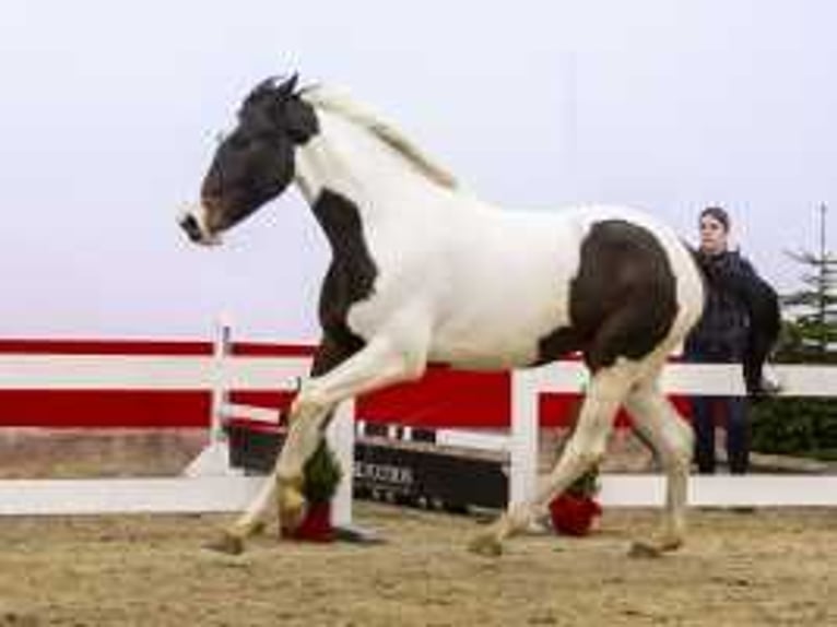 KWPN Jument 3 Ans 172 cm Pinto in Waddinxveen