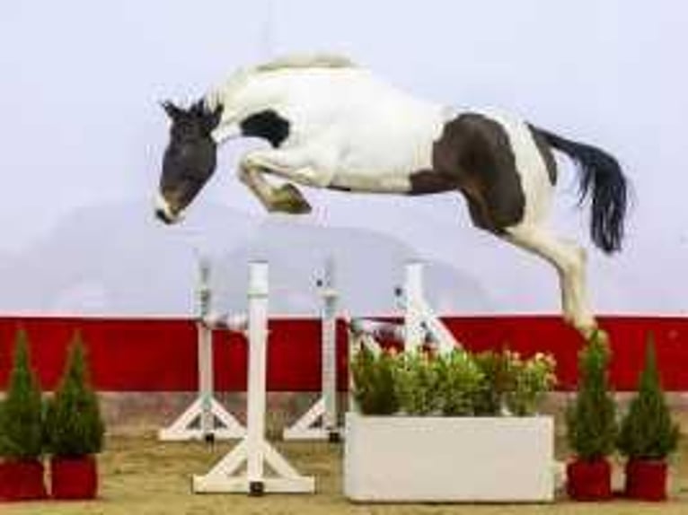 KWPN Jument 3 Ans 172 cm Pinto in Waddinxveen