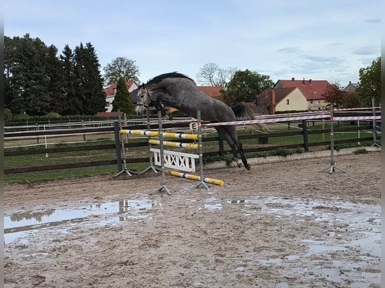 KWPN Jument 3 Ans 173 cm Gris in Elze