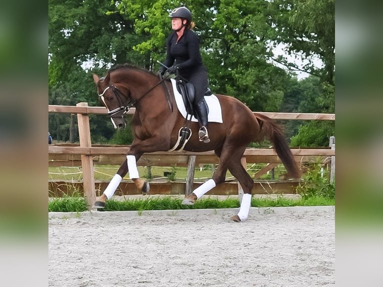 KWPN Jument 3 Ans 177 cm Alezan brûlé in Prinsenbeek
