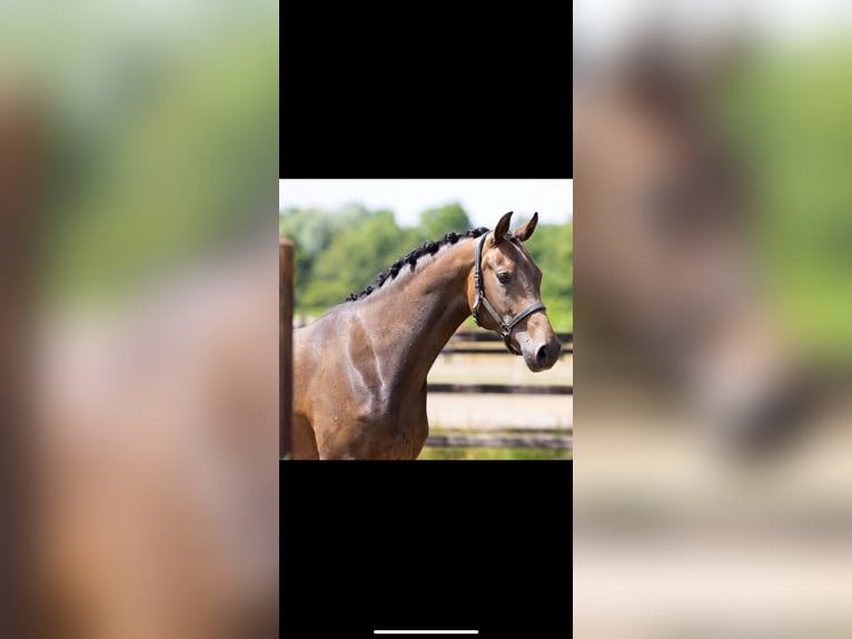 KWPN Jument 3 Ans Bai in Sint Anthonis