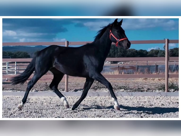 KWPN Jument 3 Ans Noir in colmenar viejo
