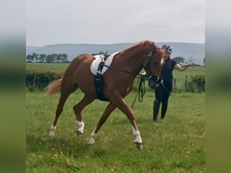 KWPN Croisé Jument 4 Ans 142 cm Alezan brûlé in Stirling
