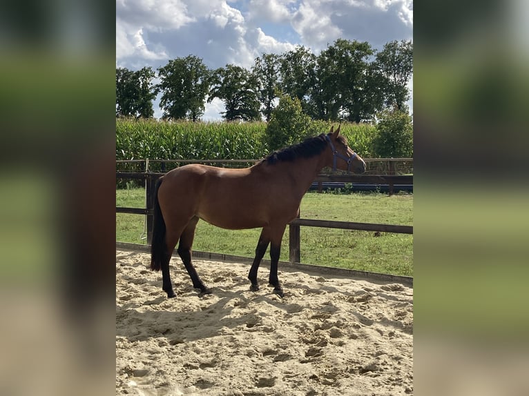 KWPN Jument 4 Ans 147 cm Bai in Neuried
