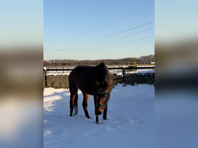 KWPN Jument 4 Ans 153 cm Bai brun in Houten