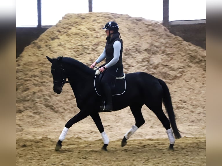 KWPN Jument 4 Ans 158 cm Noir in uelsen