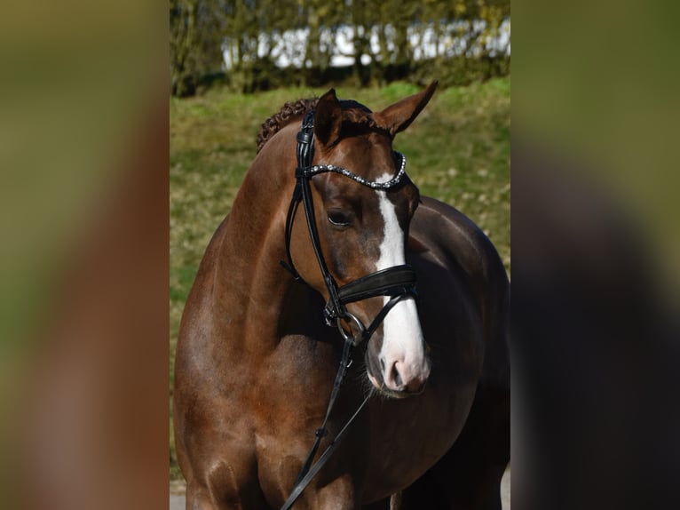 KWPN Jument 4 Ans 160 cm Alezan brûlé in Fürstenau