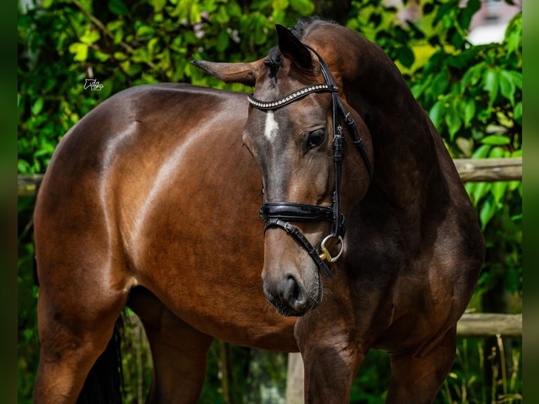 KWPN Jument 4 Ans 160 cm Bai brun in Helvoirt