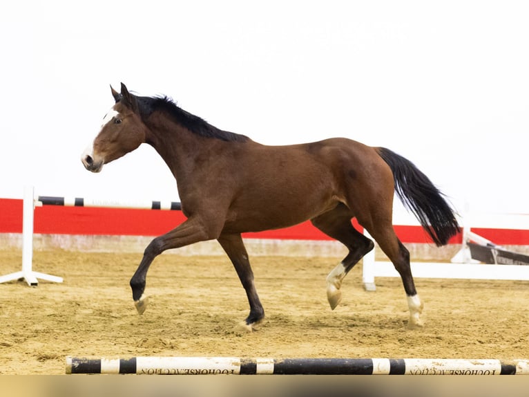 KWPN Jument 4 Ans 160 cm  in Waddinxveen