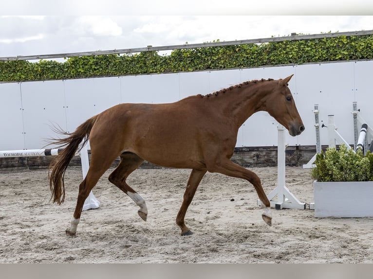 KWPN Jument 4 Ans 161 cm Alezan in Waddinxveen