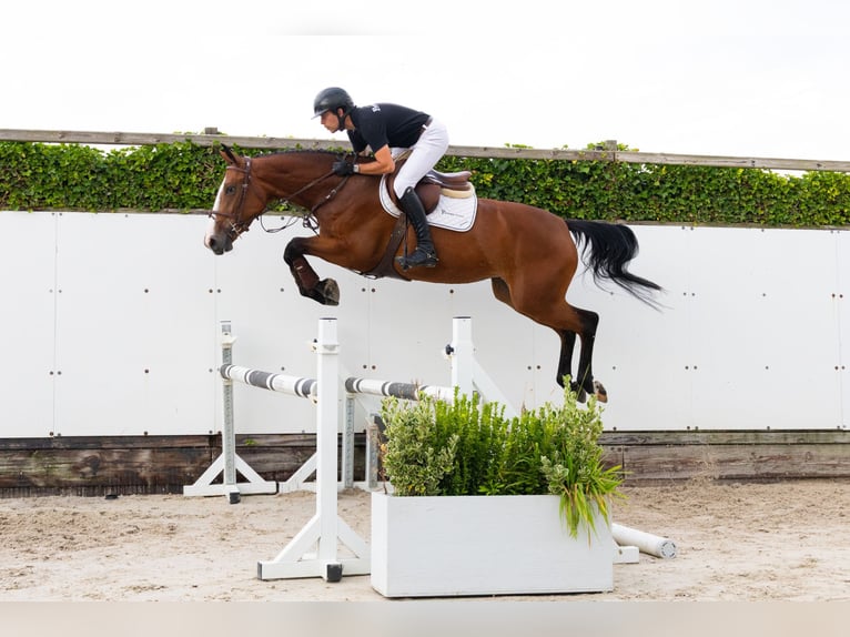 KWPN Jument 4 Ans 161 cm Bai in Waddinxveen