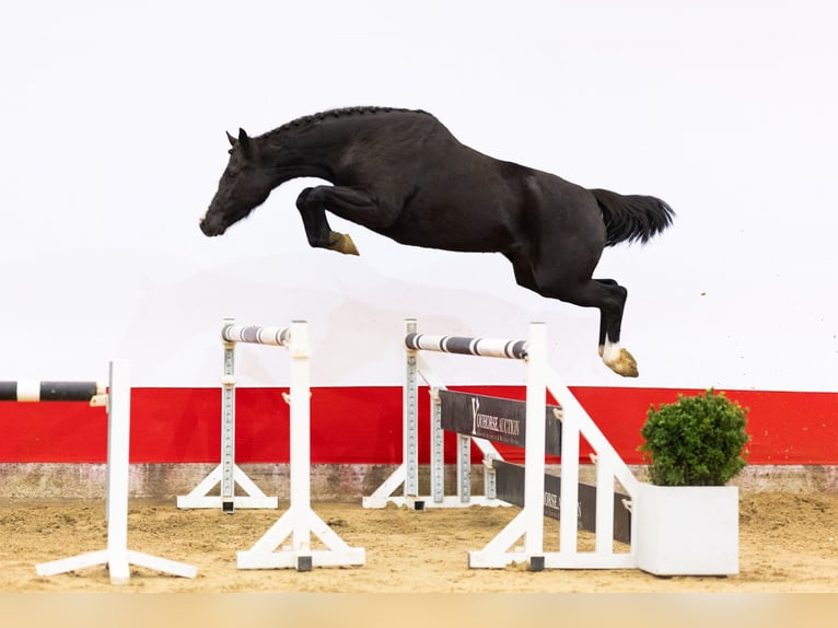 KWPN Jument 4 Ans 161 cm Noir in Waddinxveen