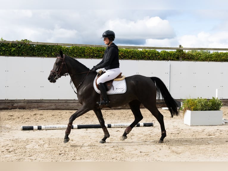 KWPN Jument 4 Ans 161 cm Noir in Waddinxveen KWPN Jument 4 Ans 161 cm Noir in Waddinxveen