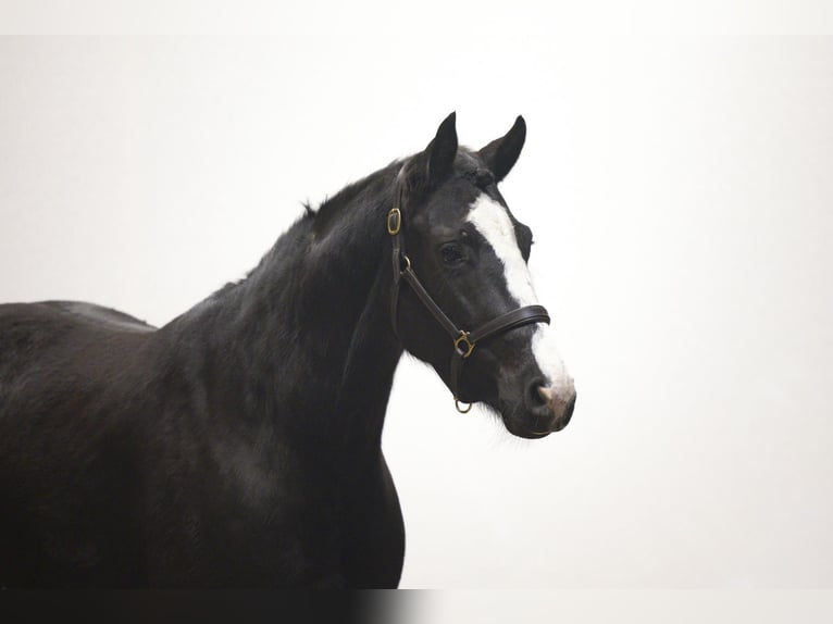 KWPN Jument 4 Ans 161 cm Noir in Waddinxveen