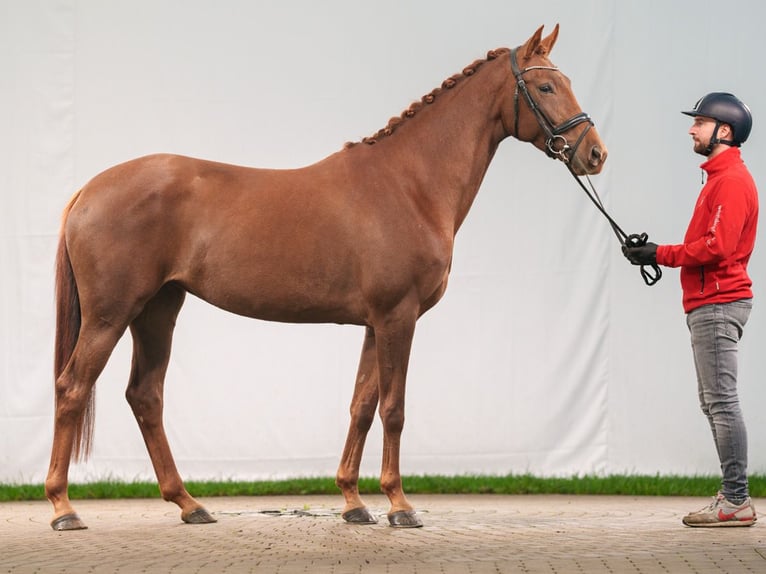 KWPN Jument 4 Ans 162 cm Alezan brûlé in Münster