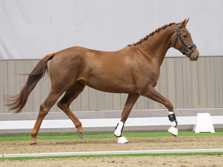 KWPN Jument 4 Ans 162 cm Alezan brûlé in Münster