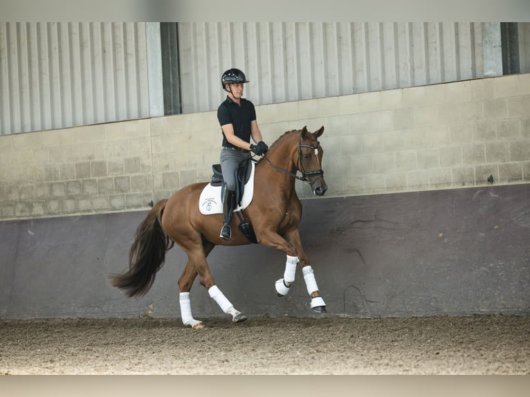 KWPN Jument 4 Ans 162 cm Alezan in Bruchem