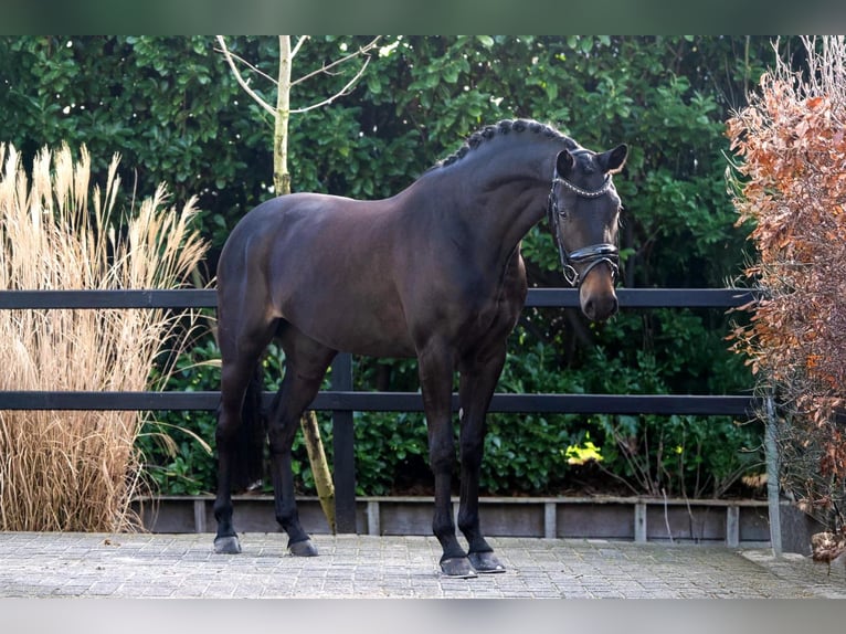 KWPN Jument 4 Ans 162 cm Bai brun in Nootdorp
