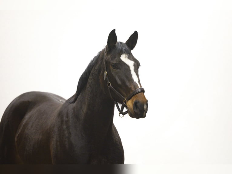 KWPN Jument 4 Ans 162 cm Bai brun in Waddinxveen