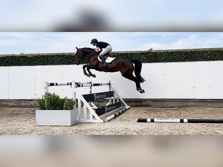 KWPN Jument 4 Ans 162 cm Bai brun in Waddinxveen