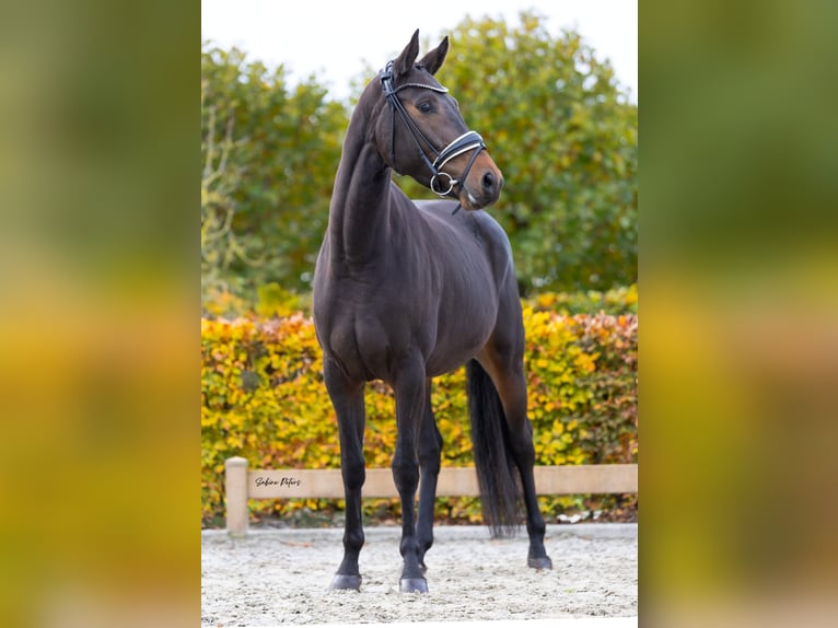 KWPN Jument 4 Ans 162 cm Bai brun foncé in Goch