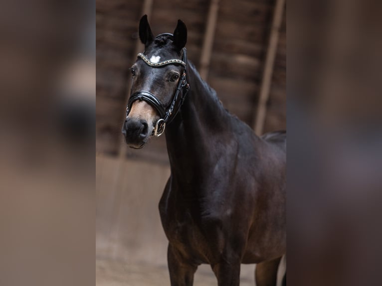 KWPN Jument 4 Ans 162 cm Bai brun foncé in Daarlerveen