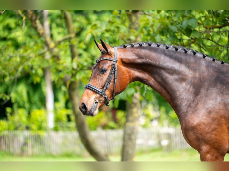 KWPN Jument 4 Ans 162 cm Bai in Grote-Brogel