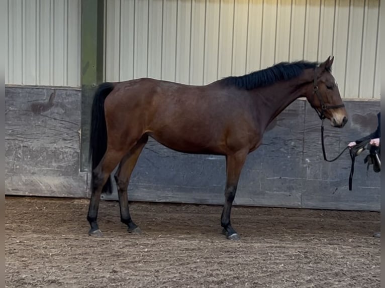 KWPN Jument 4 Ans 162 cm Bai in Rhenen