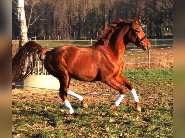 KWPN Jument 4 Ans 163 cm Alezan in Wachtendonk
