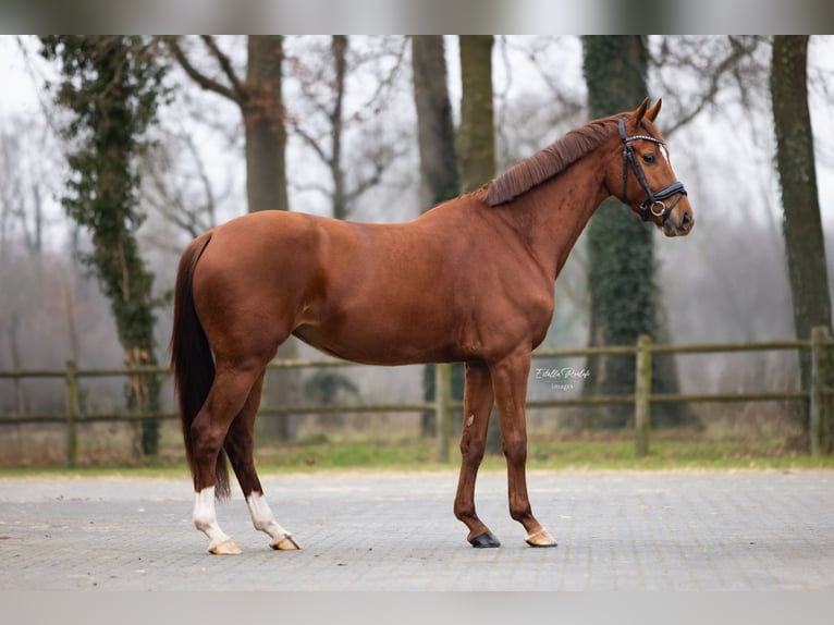 KWPN Jument 4 Ans 163 cm Alezan in Vorden