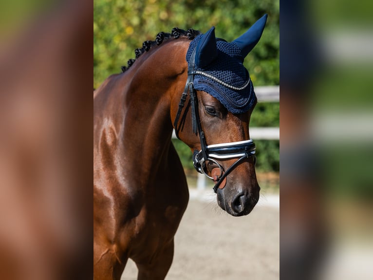 KWPN Jument 4 Ans 163 cm Bai cerise in Hardinxveld-Giessendam