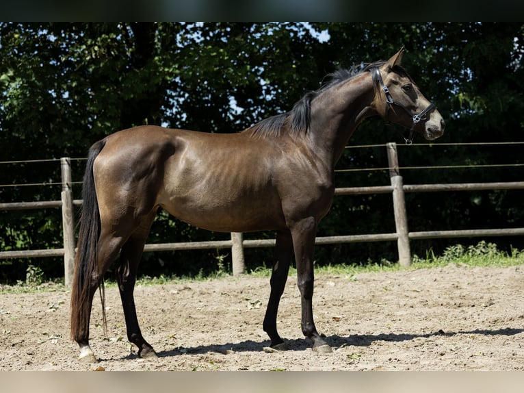 KWPN Jument 4 Ans 163 cm Buckskin in Ulicoten