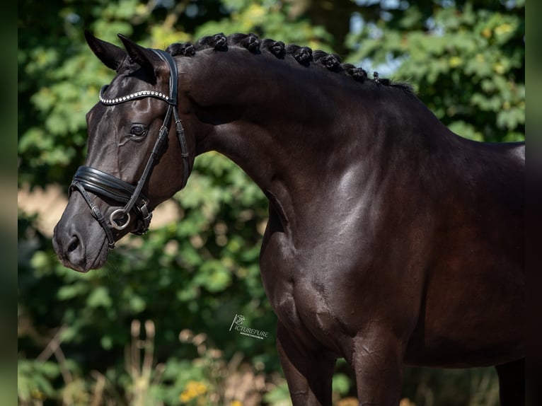 KWPN Jument 4 Ans 163 cm Noir in peer