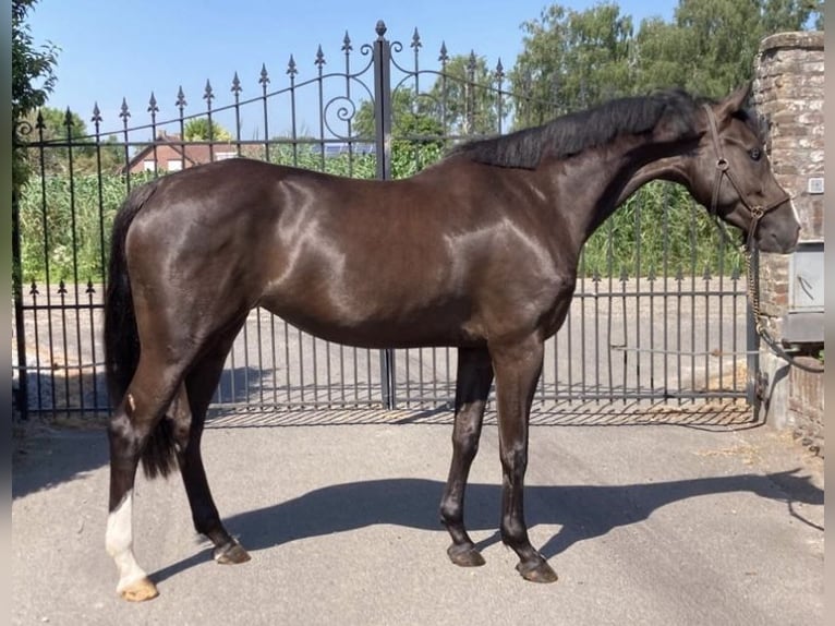 KWPN Jument 4 Ans 163 cm Noir in Ospel