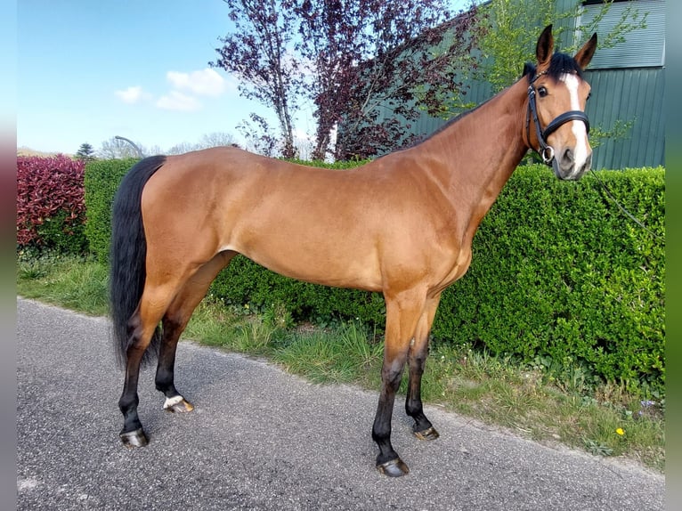 KWPN Jument 4 Ans 164 cm Bai in WOUWSE PLANTAGE