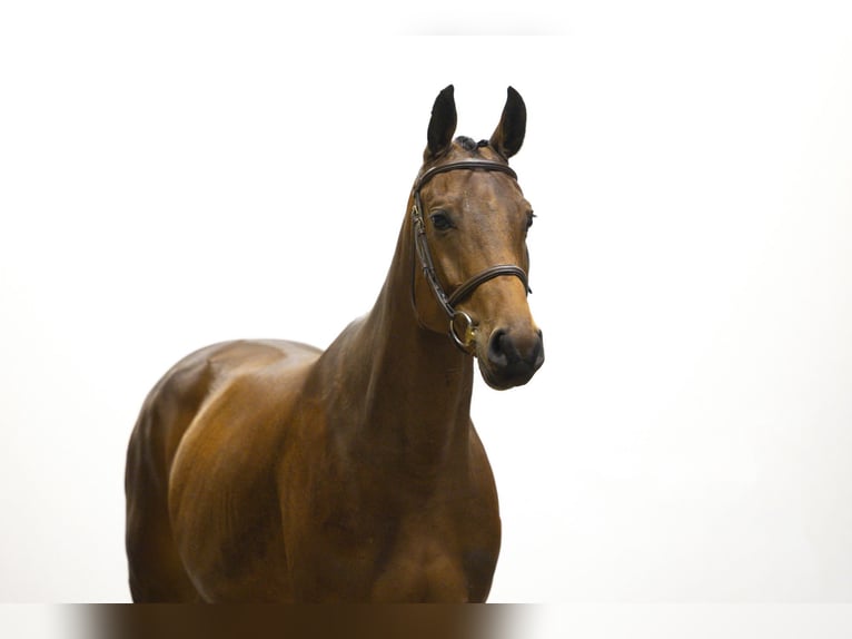 KWPN Jument 4 Ans 164 cm Bai in Waddinxveen KWPN Jument 4 Ans 164 cm Bai in Waddinxveen