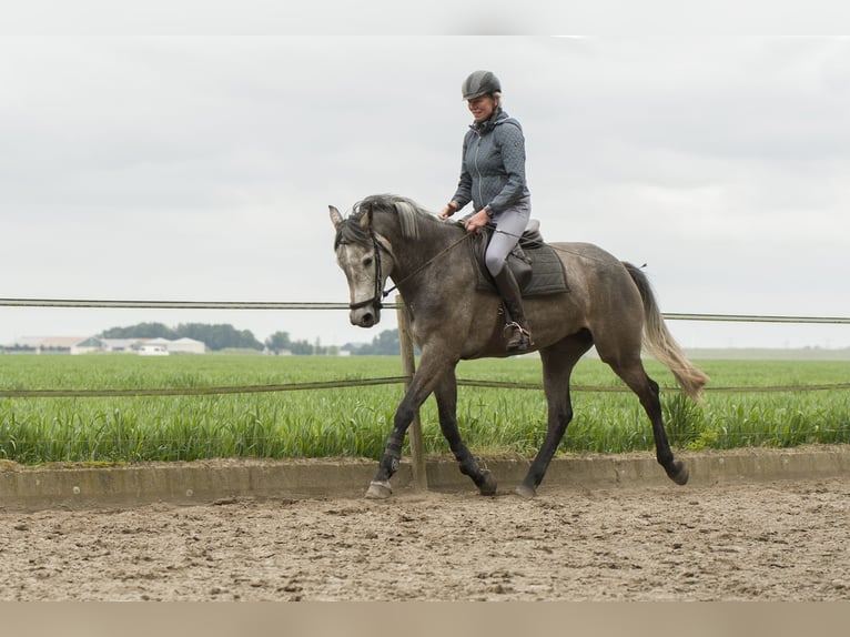 KWPN Jument 4 Ans 164 cm Gris in Dronten