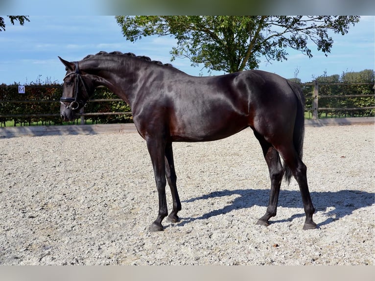 KWPN Jument 4 Ans 164 cm Noir in Oostrum-Venray