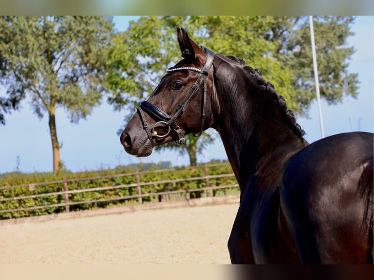KWPN Jument 4 Ans 164 cm Noir in Oostrum-Venray