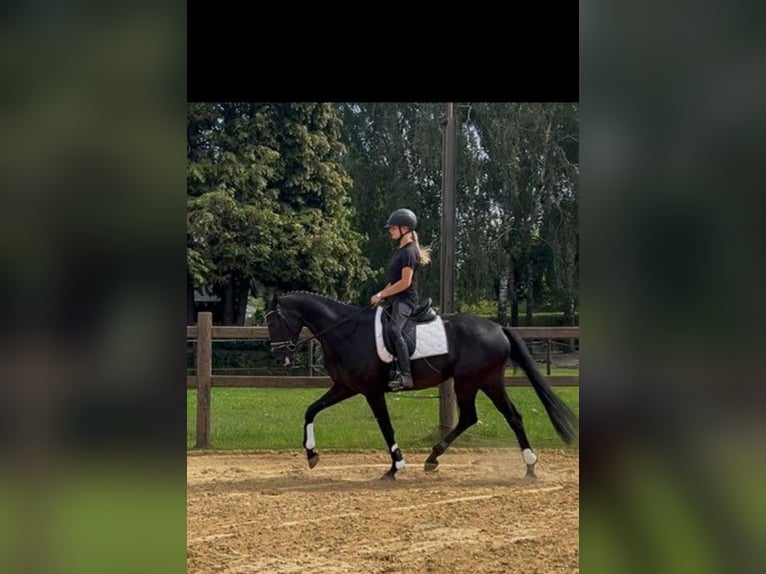KWPN Jument 4 Ans 164 cm Noir in Oostrum-Venray