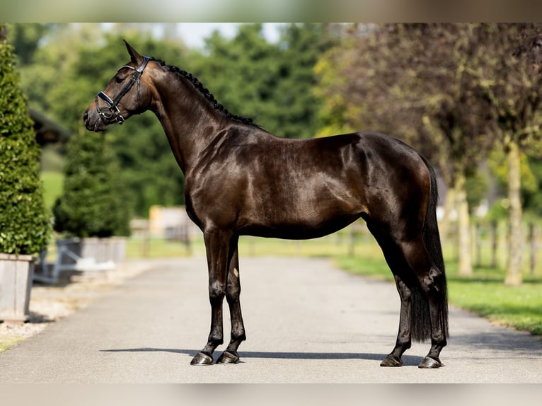 KWPN Jument 4 Ans 164 cm Noir in Hardinxveld - Giessendam