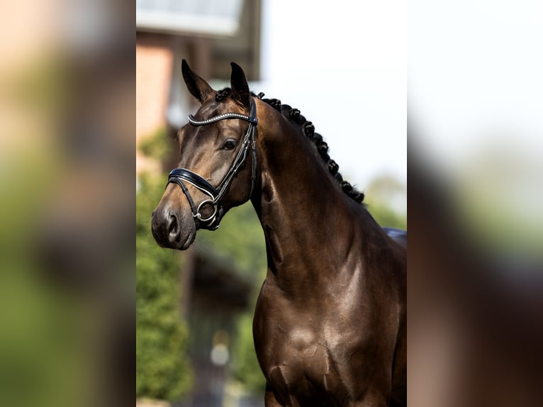 KWPN Jument 4 Ans 164 cm Noir in Hardinxveld - Giessendam