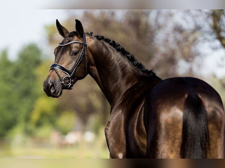KWPN Jument 4 Ans 164 cm Noir in Hardinxveld - Giessendam