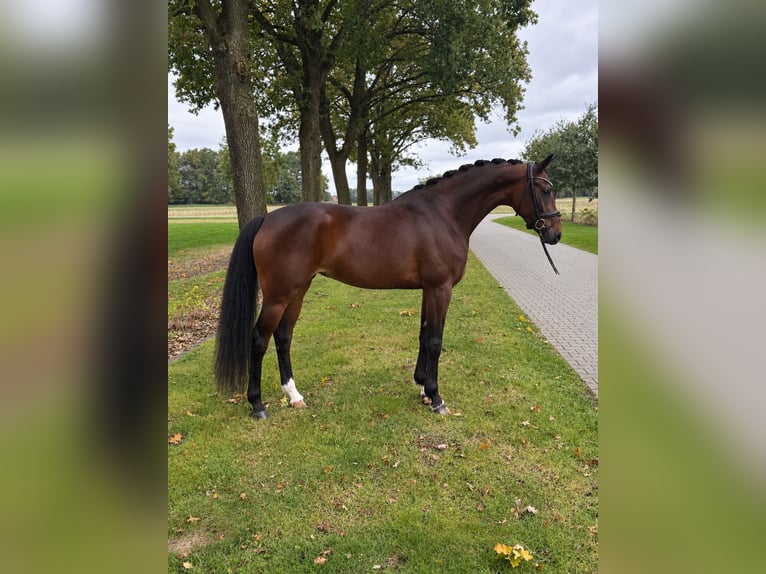 KWPN Jument 4 Ans 165 cm Bai brun in Emlichheim
